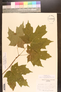 Acer nigrum image